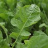 ROQUETTE Annuelle - Graines BIO | Sativa | Graines et Bio