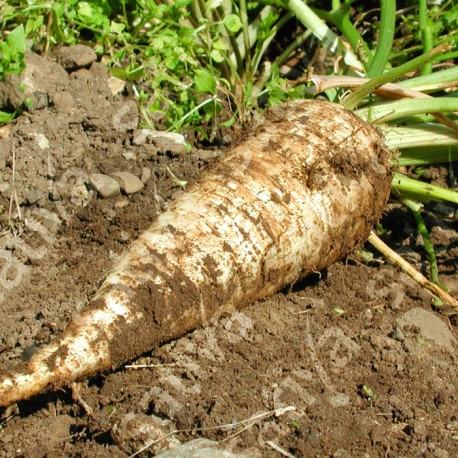 PERSIL TUBÉREUX Mi-long - Graines BIO | Sativa | Graines et Bio