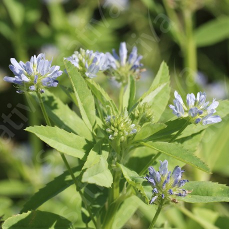 TRIGONELLE Bleue (Fenugrec) - Graines BIO | Sativa | Graines et Bio