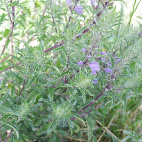 TÊTE de DRAGON - Graines BIO | Sativa | Graines et Bio