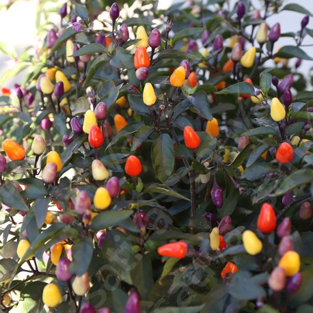 PIMENT Lila Luzi - Graines BIO | Sativa | Graines et Bio