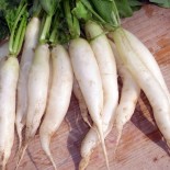 RADIS DOUX "Chandelle de...