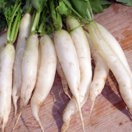 RADIS DOUX "Chandelle de Glace" - Graines BIO | Sativa | Graines et Bio