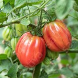 TOMATE COEUR DE BOEUF...