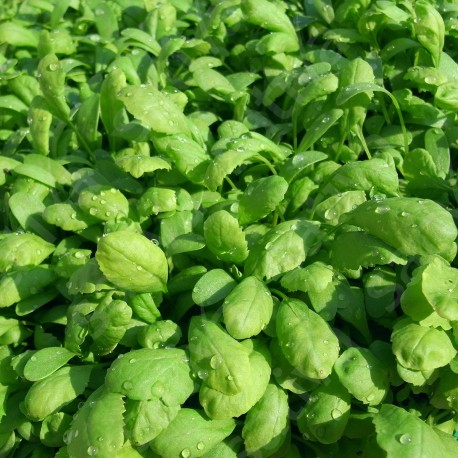 CRESSON à Grandes Feuilles - Graines BIO | Sativa | Graines et Bio