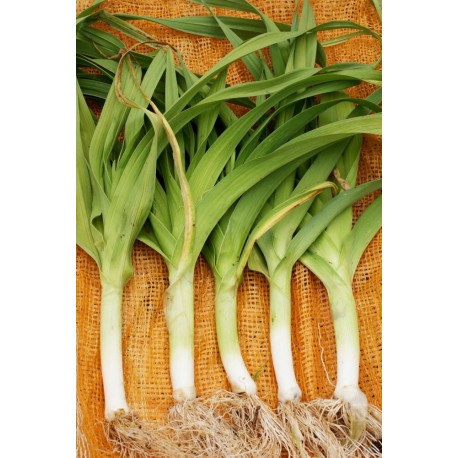 POIREAU JAUNE GROS DU POITOU - Graines BIO | KOKOPELLI | Graines et Bio