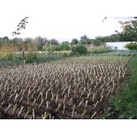 POIREAU JAUNE GROS DU POITOU - Graines BIO | KOKOPELLI | Graines et Bio