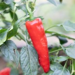 🌶️ Graines de POIVRON et PIMENT - PIMENT FORT DE BRESSE - Graines BIO