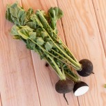 🌱 Graines de RADIS - RADIS NOIR ROND - Graines BIO