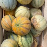MELON DE CAVAILLON - Graines BIO | KOKOPELLI | Graines et Bio