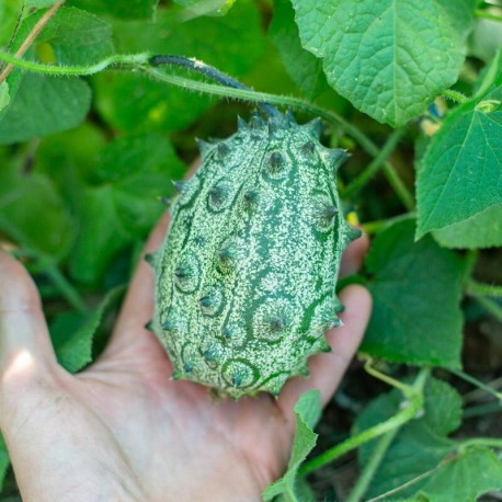 KIWANO CONCOMBRE Cornu d'Afrique - Graines BIO | KOKOPELLI | Graines et Bio