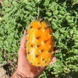 KIWANO CONCOMBRE Cornu d'Afrique - Graines BIO | KOKOPELLI | Graines et Bio