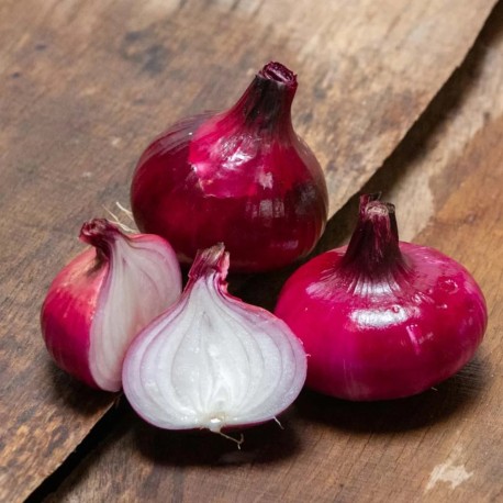 OIGNON ROUGE de GENÈVE - Graines BIO | KOKOPELLI | Graines et Bio