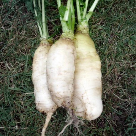 NAVET MARTEAU - Graines BIO | KOKOPELLI | Graines et Bio