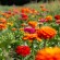 ZINNIA "Jim Baggett’s Choice Mix" - Graines BIO