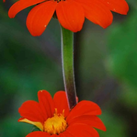 SOLEIL ou TOURNESOL DU MEXIQUE - Graines BIO | Ferme de Sainte Marthe | Graines et Bio