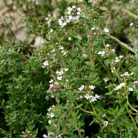THYM D'HIVER - Graines BIO | Ferme de Sainte Marthe | Graines et Bio