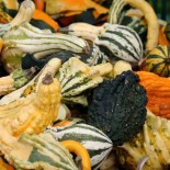 COLOQUINTES - Graines BIO | Ferme de Sainte Marthe | Graines et Bio