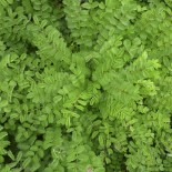 PIMPRENELLE  - Graines BIO | Sativa | Graines et Bio