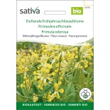 🌸 Graines FLEURS COMESTIBLES - PRIMEVÈRE OFFICINALE - Graines BIO