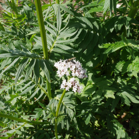 VALÉRIANE Officinale - Graines BIO | Ferme de Sainte Marthe | Graines et Bio