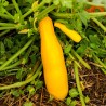 COURGETTE JAUNE Goldini 2 - Graines BIO | KOKOPELLI | Graines et Bio