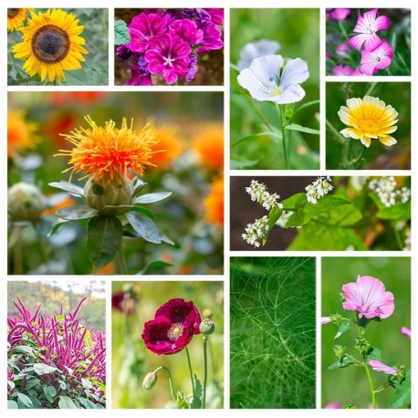 JARDIN D'ÉCLAT - Graines BIO | KOKOPELLI | Graines et Bio