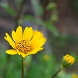 🌿 Graines AROMATIQUES et MEDICINALES - ARNICA des MONTAGNES - Graines BIO
