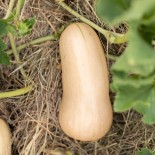 COURGE BUTTERNUT Waltham - Graines BIO | KOKOPELLI | Graines et Bio