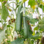 CONCOMBRE LONG VERT D'ALAN - Graines BIO | KOKOPELLI | Graines et Bio