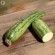 COURGETTE Nimba - Graines BIO