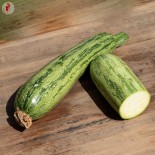 🥒 Graines de COURGETTE - COURGETTE Nimba - Graines BIO