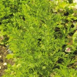 ARMOISE Annuelle ou ARTEMISIA - Graines BIO | Ferme de Sainte Marthe | Graines et Bio