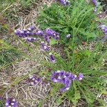 STATICE PASTEL en Mélange ou LIMONIUM - Graines BIO | Ferme de Sainte Marthe | Graines et Bio