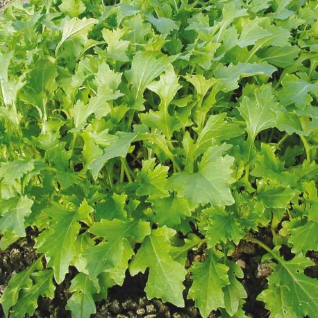 NAMENIA Jeunes Pousses - Graines BIO | Ferme de Sainte Marthe | Graines et Bio