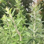 MENTHE GLACIALE ou des MONTAGNES - Graines BIO | Ferme de Sainte Marthe | Graines et Bio