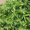 MENTHE GLACIALE ou des MONTAGNES - Graines BIO | Ferme de Sainte Marthe | Graines et Bio