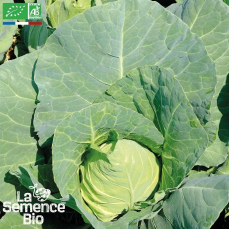 CHOU CABUS Coeur de Boeuf des Vertus - Graines BIO | La Semence Bio | Graines et Bio