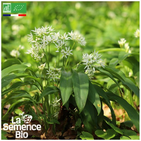 AIL DES OURS - Graines BIO | La Semence Bio | Graines et Bio