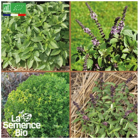 4 BASILICS EN MÉLANGE - Graines BIO | La Semence Bio | Graines et Bio