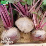 BETTERAVES en MÉLANGE 4 variétés - Graines BIO | La Semence Bio | Graines et Bio