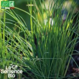 CIBOULETTE COMMUNE - Graines BIO | La Semence Bio | Graines et Bio