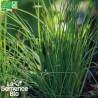 CIBOULETTE COMMUNE - Graines BIO | La Semence Bio | Graines et Bio