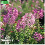🌸 Graines FLEURS COMESTIBLES - CLÉOME - Graines BIO