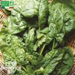 ÉPINARDS EN MÉLANGE - Graines BIO | La Semence Bio | Graines et Bio