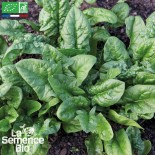 ÉPINARDS EN MÉLANGE - Graines BIO | La Semence Bio | Graines et Bio