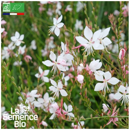 GAURA de Lindheimer - Graines BIO | La Semence Bio | Graines et Bio