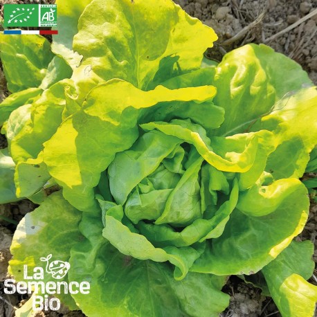 LAITUE SUCRINE Appia - Graines BIO | La Semence Bio | Graines et Bio
