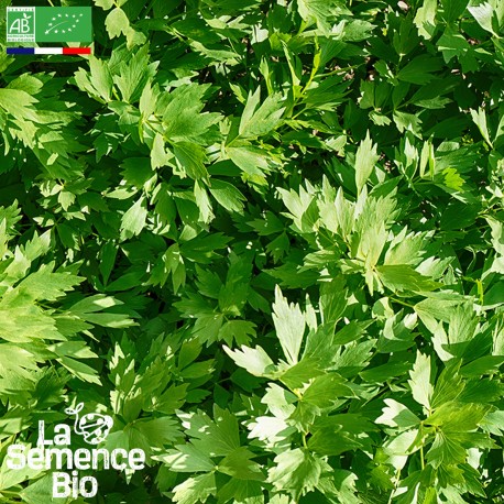 LIVÈCHE ou CÉLERI PERPÉTUEL - Graines BIO | La Semence Bio | Graines et Bio