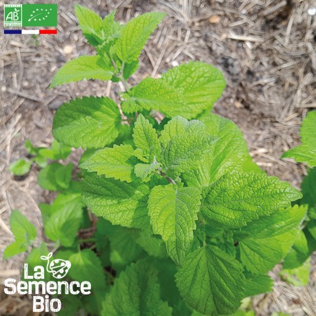 MÉLISSE - Graines BIO | La Semence Bio | Graines et Bio